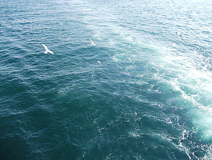 two white gulls, birds, flying, bubbles, sea HD wallpaper