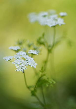 selective focus photography of cluster white petaled flowers HD wallpaper