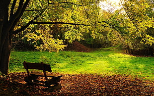 brown wooden bench, landscape, bench, trees HD wallpaper