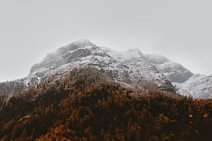 trees near mountain alps, mountains, snow, nature, clouds