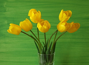 six yellow Tulip flowers HD wallpaper