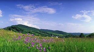 purple petaled flower and green grass field, nature, landscape HD wallpaper