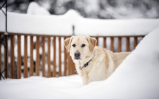 adult yellow Labrador retriever on the snowfield during daytime HD wallpaper