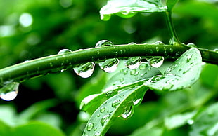water drop on green leaves and stem HD wallpaper