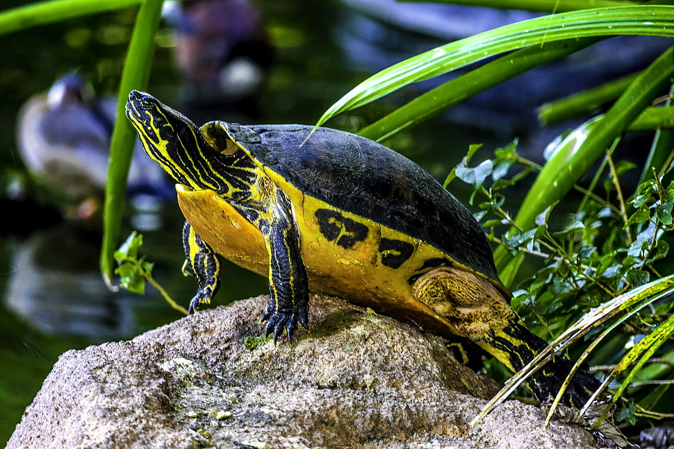 Yellow and black turtle HD wallpaper | Wallpaper Flare