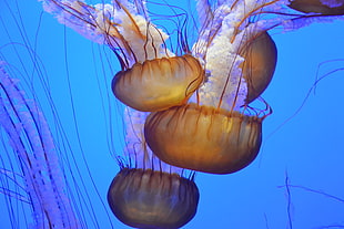 ocean, underwater, jellyfish, jellyfishes