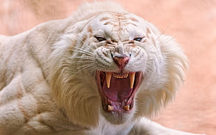 Albino Lion