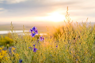 purple petaled flower selective photography at daytime