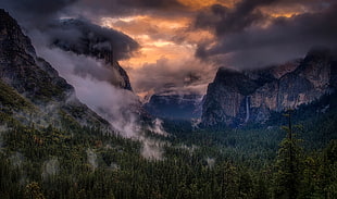 green forest trees, nature, landscape, mountains, trees