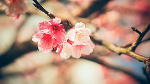 pink petaled flower, nature, flowers, blossom, blossoms