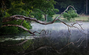 green and brown tree, lake, river, water, reflection HD wallpaper