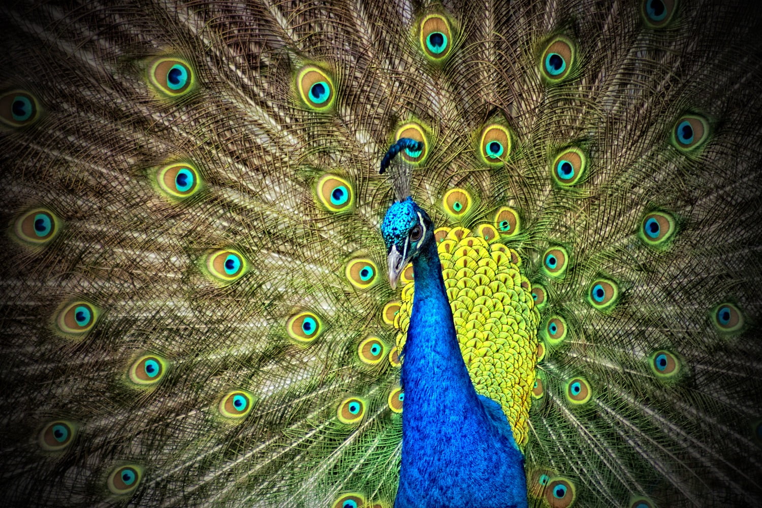 photography of blue and green peacock