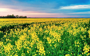 yellow rapeseed flower field HD wallpaper