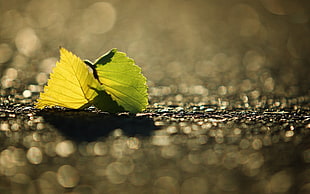 selected color photography of green leaf on the ground HD wallpaper