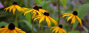 close up photo yellow petaled flower HD wallpaper