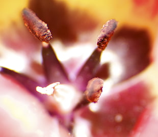 macro photography of yellow and red of Tulip flower