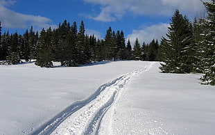 snowfield with pine trees HD wallpaper