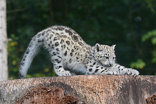 white and black leopard on a wooden platform HD wallpaper