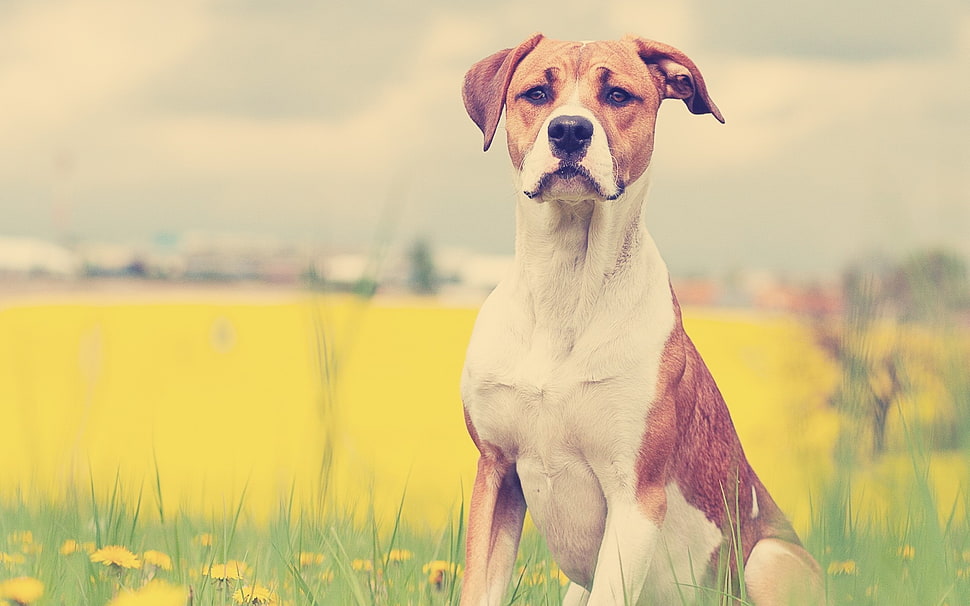 shallow depth of field photo of adult short-coated white and tan dog near grass field HD wallpaper