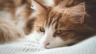 brown and white cat, animals, cat