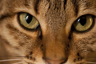 close up photo of brown tabby cat HD wallpaper