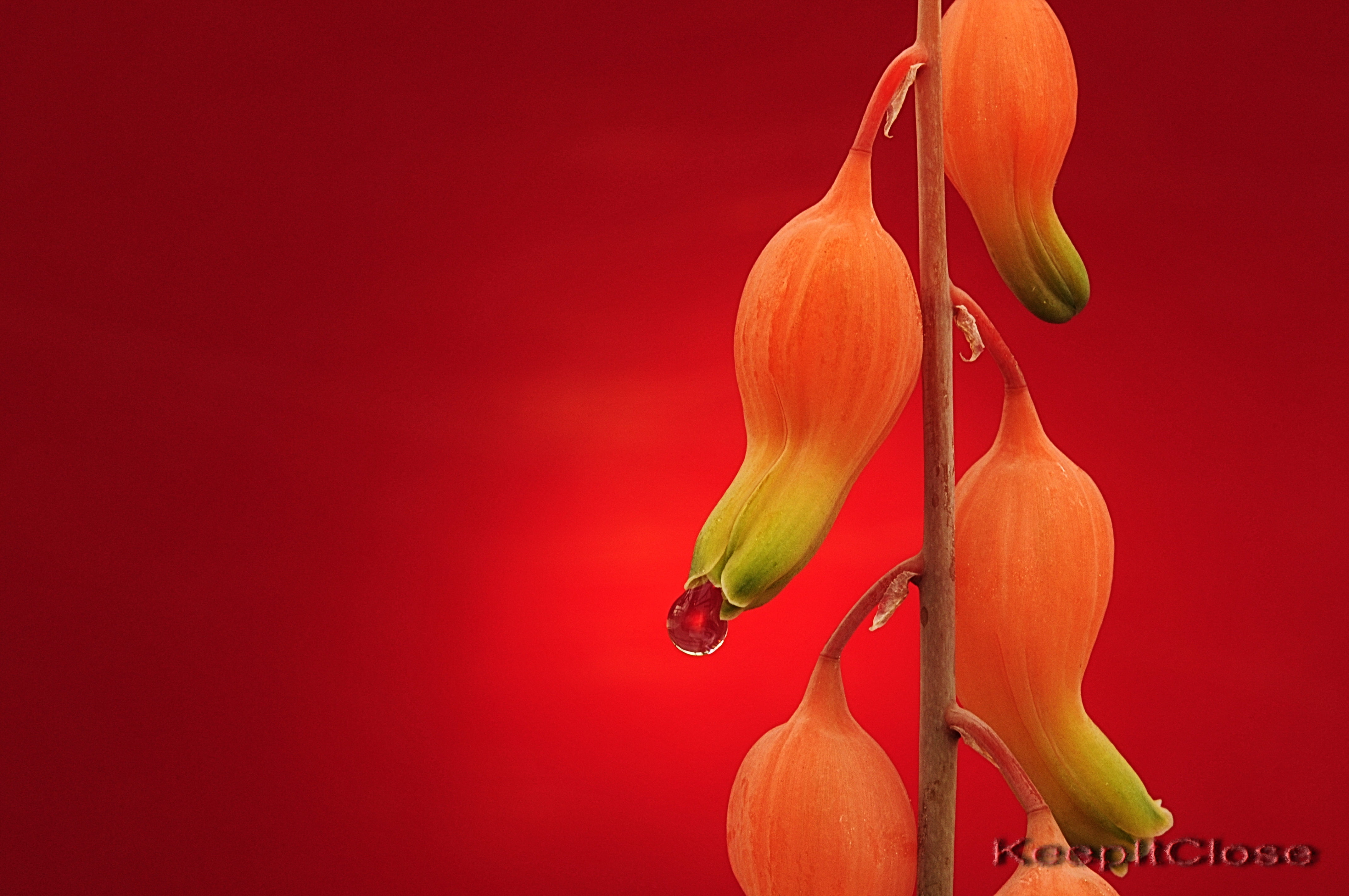 pink-and-green flower buds against red background