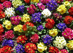 bunch og yellow, red, and purple flowers HD wallpaper