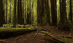 green leafed trees, nature, trees, forest, branch