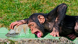 chimpanzee licking green liquid during daytime HD wallpaper