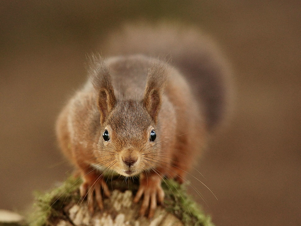 close up photo of squirrel on tree HD wallpaper