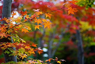 selective focus photography of maple tree