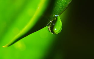 shallow focus photography of water drop HD wallpaper