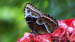 brown and black butterfly on red flower HD wallpaper