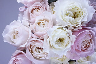 white and pink petaled flowers