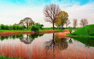 body of water between trees and grass, lake, nature, spring, water HD wallpaper