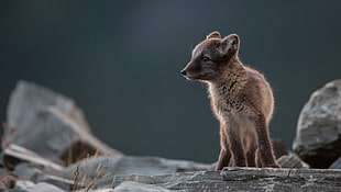 brown fox, fox, nature, animals, rock HD wallpaper