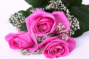 pink rose flowers HD wallpaper