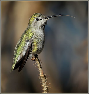 shallow focus photography of green ,gray and black long beak bird on tree branch