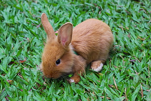 brown rabbit kit on green grass HD wallpaper