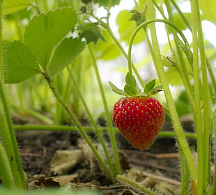 red Strawberry fruit and plants, garden strawberry HD wallpaper