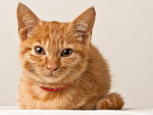 ginger tabby cat