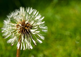 white dandelion flower