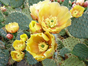 yellow cactus flower