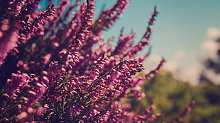purple lavenders, flowers, nature, pink flowers HD wallpaper