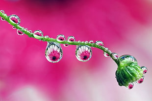 macro shot of rain drops on green flower