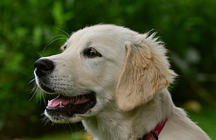 adult beige Labrador, Labrador, Puppy, Muzzle HD wallpaper