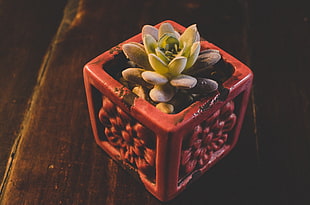 green succulent plant, Houseplant, Pot, Plant