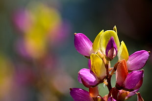 purple and yellow Orchid flower close-up photo HD wallpaper