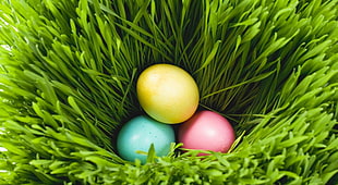 three yellow, green, and pink bird eggs in green grass HD wallpaper
