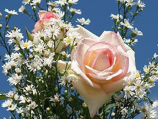 shallow focus of white roses